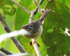Basileuterus tristriatus