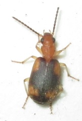Brachininae
