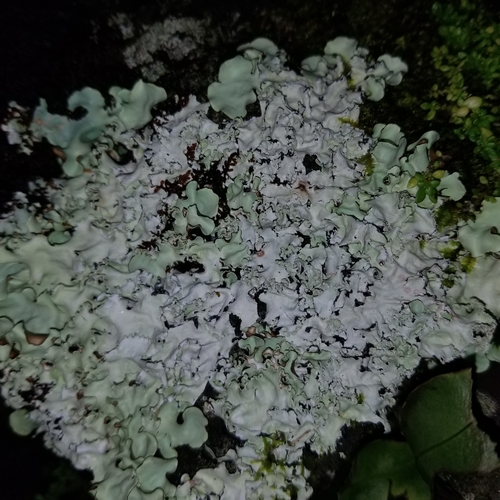 Flavoparmelia caperata observed 2018-12-09