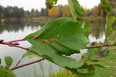 Phyllonorycter rajella