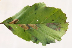 Phyllonorycter rajella