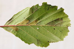 Phyllonorycter rajella