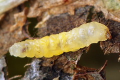 Phyllonorycter rajella