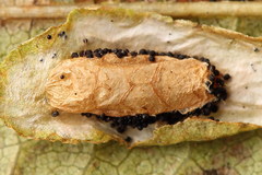 Phyllonorycter rajella