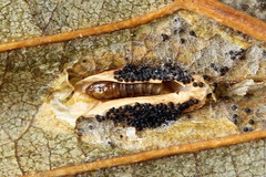 Phyllonorycter rajella