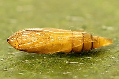 Phyllonorycter rajella