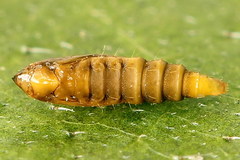 Phyllonorycter rajella