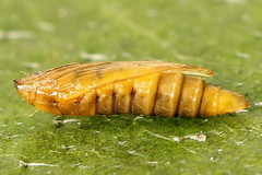 Phyllonorycter rajella