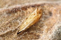 Phyllonorycter rajella