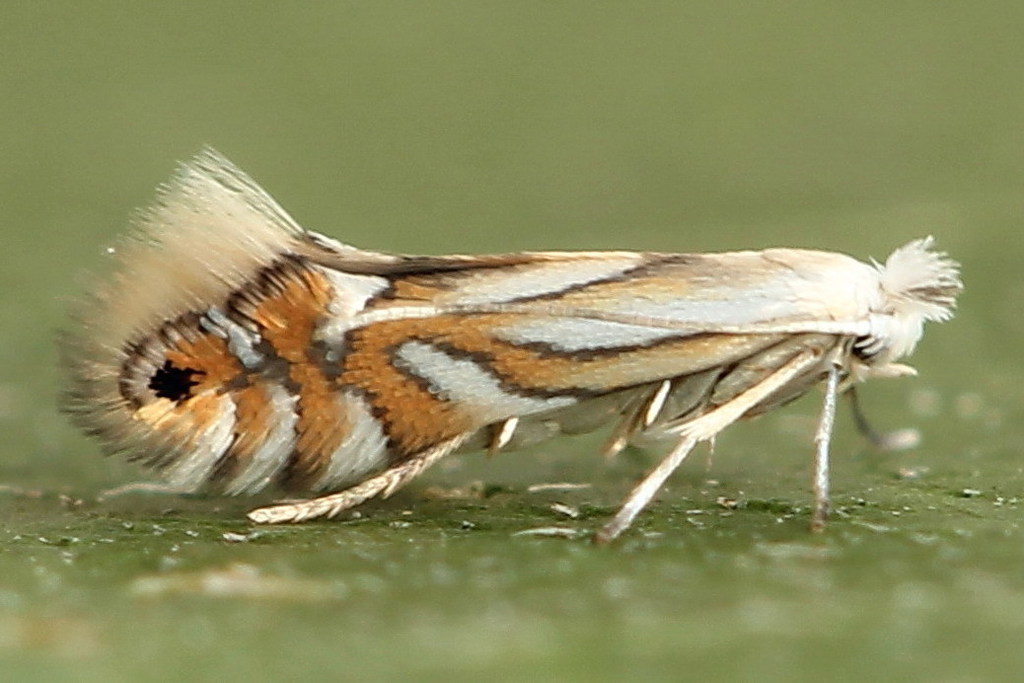 Common Alder Midget