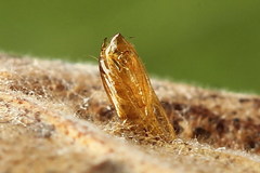 Phyllonorycter rajella
