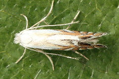 Phyllonorycter rajella