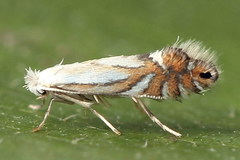 Phyllonorycter rajella
