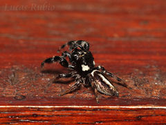 Dendryphantes mordax
