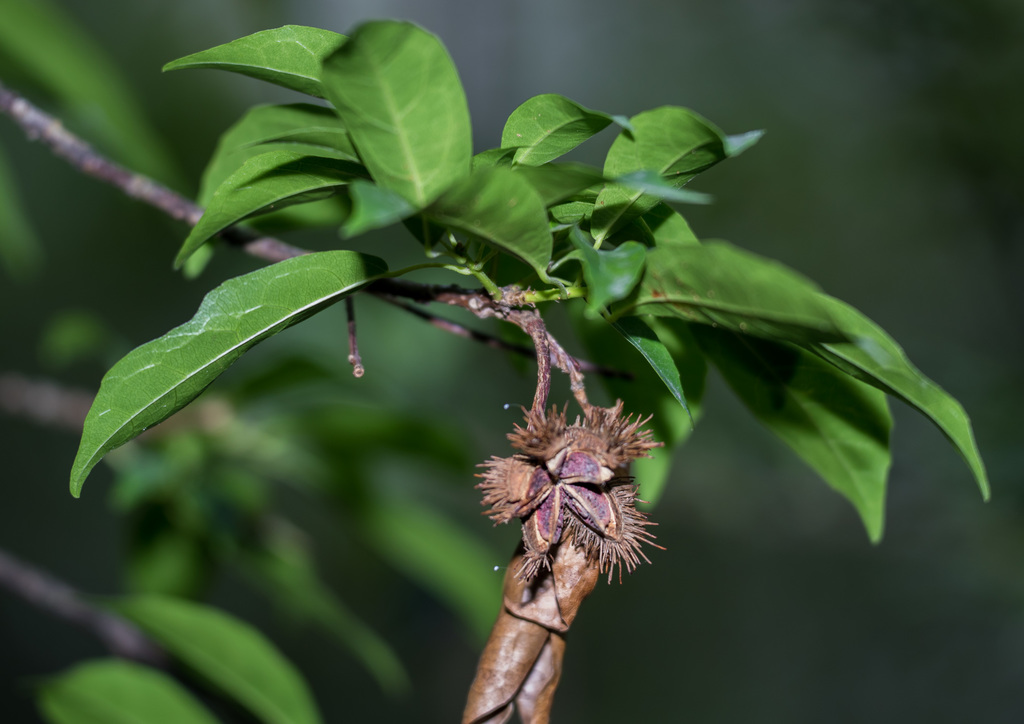 Sloanea sinensis