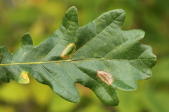 Phyllonorycter roboris