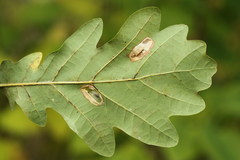 Phyllonorycter roboris