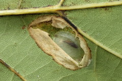Phyllonorycter roboris