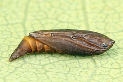 Phyllonorycter roboris