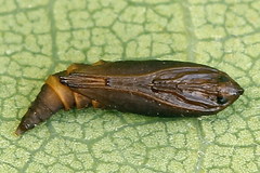 Phyllonorycter roboris