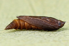 Phyllonorycter roboris
