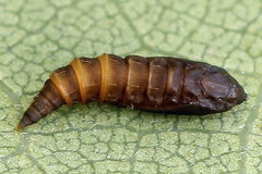 Phyllonorycter roboris