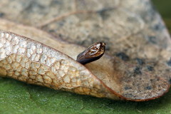 Phyllonorycter roboris