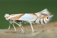 Phyllonorycter roboris