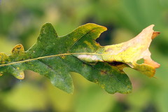 Phyllonorycter roboris