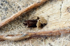 Phyllonorycter roboris