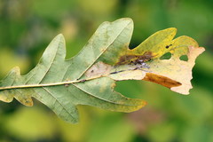 Phyllonorycter roboris