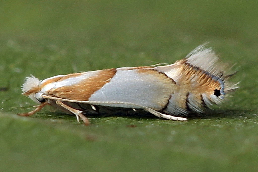 Gold-bent Midget