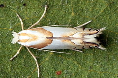 Phyllonorycter roboris