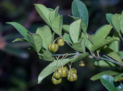 Euonymus nitidus