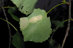 Phyllonorycter sagitella