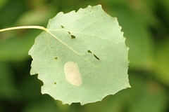 Phyllonorycter sagitella