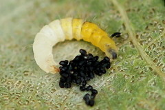 Phyllonorycter sagitella