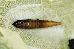 Phyllonorycter sagitella