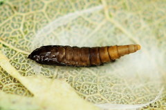 Phyllonorycter sagitella