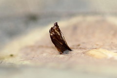 Phyllonorycter sagitella