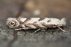 Phyllonorycter sagitella