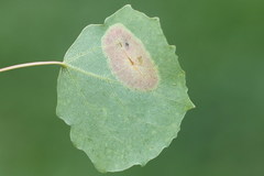 Phyllonorycter sagitella