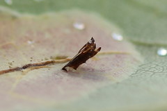 Phyllonorycter sagitella