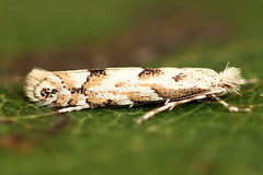 Phyllonorycter sagitella