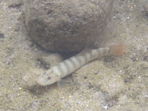 Yersin's loach (Schistura yersini) — Nemacheilidae