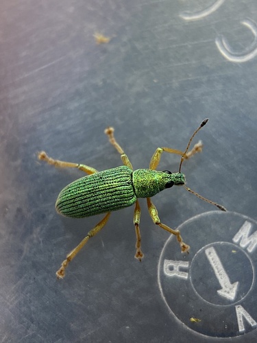 Green Immigrant Leaf Weevil photo 6