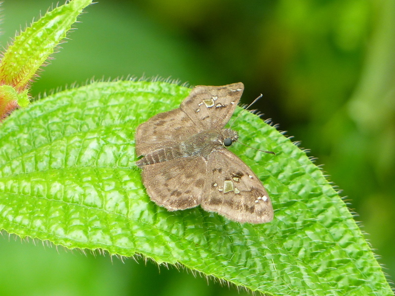 Big-spot Elfin