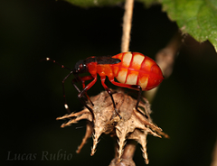 Dysdercus albofasciatus