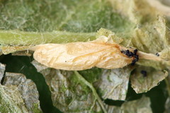 Phyllonorycter sorbi