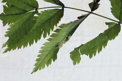 Phyllonorycter sorbi